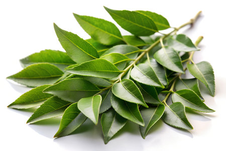 Green tea leaves isolated on white background. Clipping path included.の写真素材