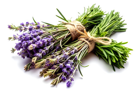 Fresh Lavender and Rosemary Bundle, Aromatic Herbs on White Background.の写真素材