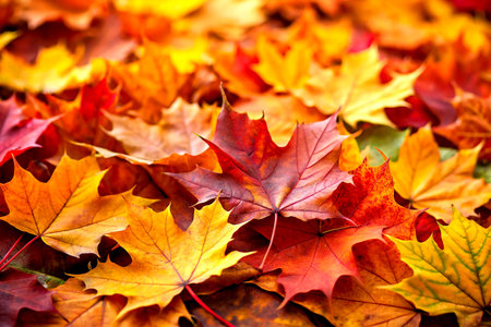 Vibrant Close-Up of Autumn Maple Leaf Pile in Rich Fall Colors.の写真素材