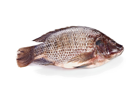 Artistry on a Plate: Close-Up of Fresh Tilapia Sashimi in 4K Resolutionの写真素材