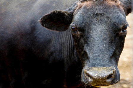 Close up of a black cow looking at the camera in a farmの写真素材