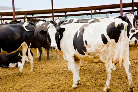cows in a farm, closeup of photo, beautiful photo digital picture