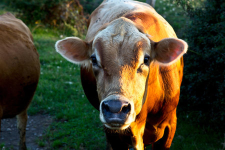 Brown cow looking at the camera on a green meadow in Italyの写真素材
