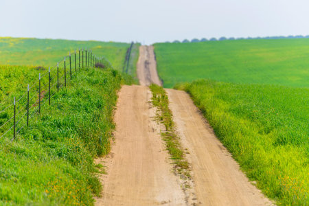 Dirt road through a green field in sunlight in spring at dawnの写真素材