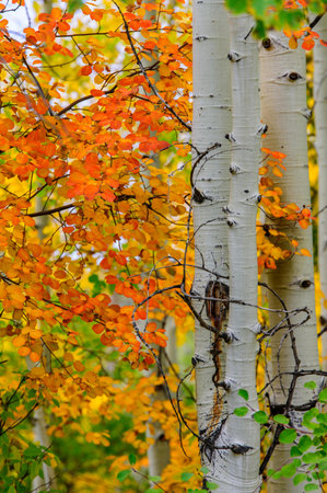 Aspen trees in the autumn forest. Colorful foliage background.の写真素材