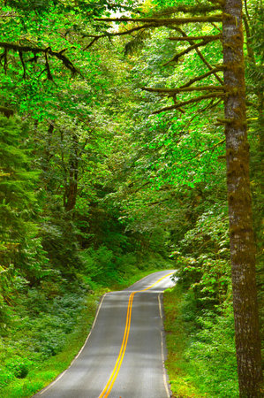 Road in the forest with trees and green leaves. Beautiful nature background.の写真素材