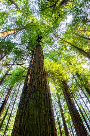 Redwood Forest in Washington DC, USA. Tallest trees in the world.の写真素材