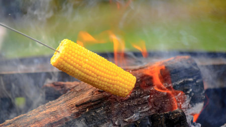 Cooking corn on the cob over a campfire in the summerの写真素材