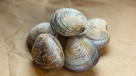 Fresh raw clams on a paper background. Close-up.の素材 [FY310210333298]