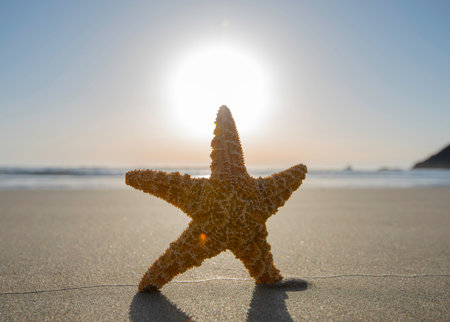 Starfish on the beach with the sun shining in the background.の写真素材
