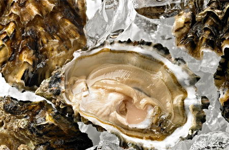 Fresh oysters in ice on a white background. Close-up.の写真素材