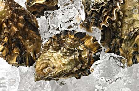 Fresh oysters in ice on a white background, close-up