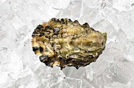 Oyster shell on crushed ice. Macro shot. Natural background.