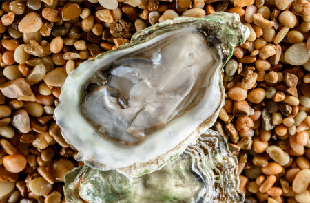 Fresh oysters on pebbles, close-up, macroの写真素材