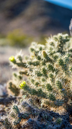 Cactus in the Desert Tenerife Canary Islands Spain  Macroの写真素材