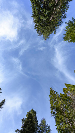 Low angle view of trees against blue sky in Yosemite National Park, California