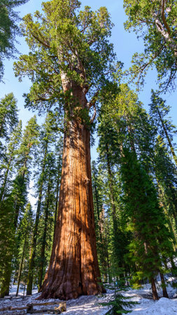 Sequoia National Park in California, USA. The largest tree in the world.の写真素材
