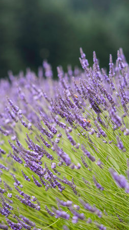 Lavender flowers blooming in a lavender field in summer