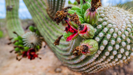 Cactuses in the botanical garden of Gran Canaria, Spainの写真素材