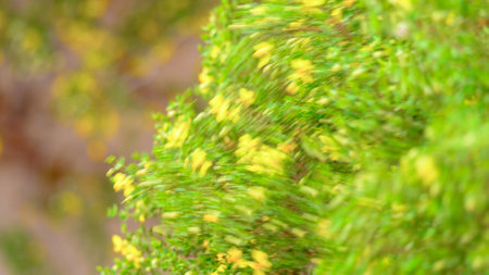 Abstract background, nature, green and yellow leaves, blurred background.の写真素材