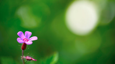 Close up of pink flower with bokeh background and copy spaceの写真素材