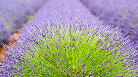 Lavender field in Provence, France, close upの写真素材