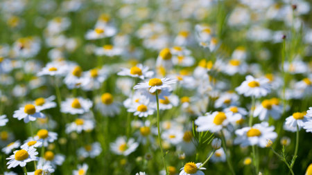 White daisies on a green meadow. Chamomile fieldの写真素材