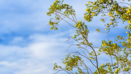 Close up of tree branches with yellow flowers and blue sky background.の写真素材