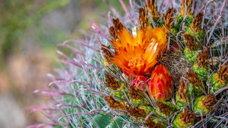 Close up of cactus flower blooming in the desert with blurred backgroundの写真素材