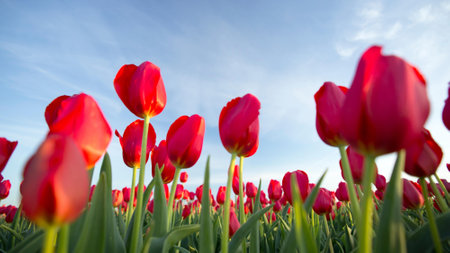 Tulips in a field in spring under a blue sky with cloudsの写真素材