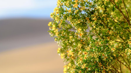 Close up of yellow and green flowers on a tree in the desertの写真素材