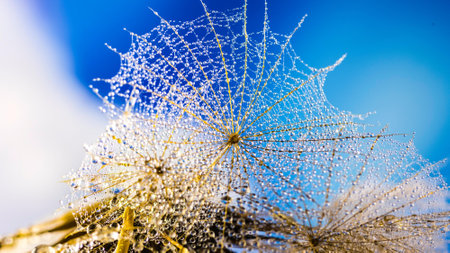 Spider web with drops of dew on a background of blue skyの写真素材
