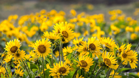 Sunflower field. Sunflowers blooming in the field.の写真素材
