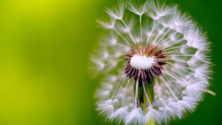 Dandelion seeds on a green background. Close-up.の写真素材