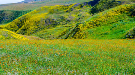 Poppies field in California, United States of America. Poppies blooming in the spring.の写真素材