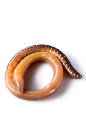 animal millipede on white background, closeup of photo.の写真素材