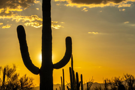 Sunset at Saguaro National Park, Tucson, Arizona, USAの写真素材