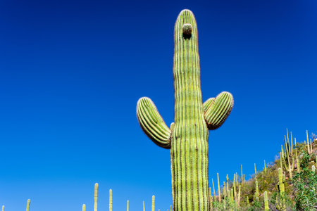 Saguaro Cactus in Tucson, Arizona, United States.の写真素材