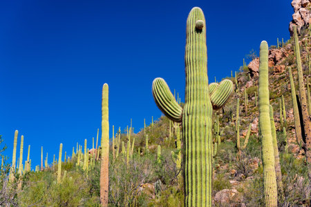Saguaro National Park is an American national park located in southwestern Arizona.の写真素材