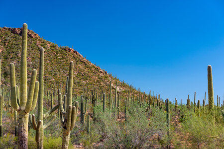Saguaro National Park is an American national park located in the southwestern United States.の写真素材