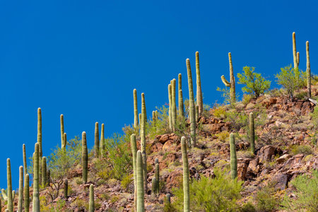 Saguaro National Park is a national park in the United States.の写真素材