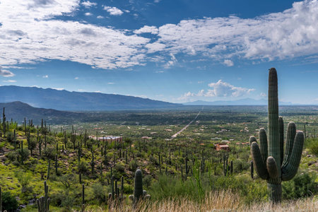 Saguaro National Park in Tucson, Arizona, United States.の写真素材