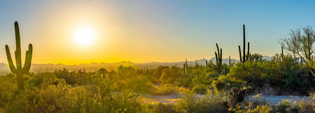 Sunset over Saguaro National Park in Tucson, Arizona.の写真素材