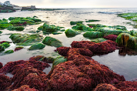 Rocky coast of the Atlantic Ocean in Tenerife, Canary Islands, Spainの写真素材