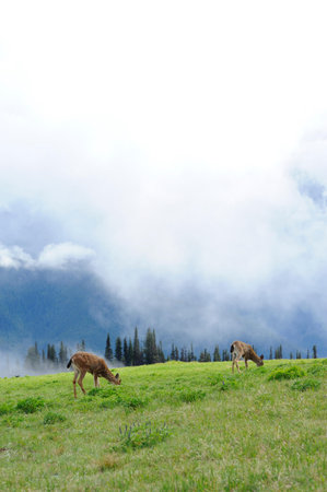 Alpacas grazing in the alpine meadow in the mountainsの写真素材