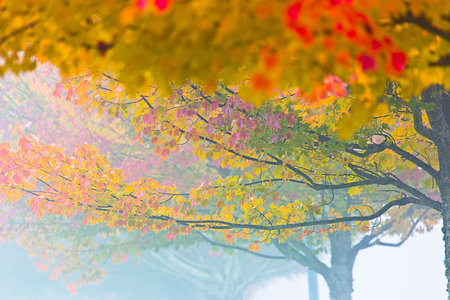 Maple tree in autumn season,colorful leaves in autumn seasonの写真素材