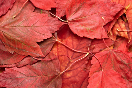 Red autumn leaves as a background, top view, close-up