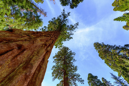 Sequoia National Park in California, USA. Tallest trees in the world.の写真素材