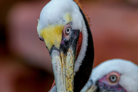 Portrait of pelican in the zoo, close-up.の写真素材