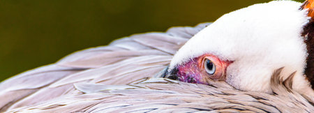 Close-up of a white-crowned crane (Cygnus atratus)
